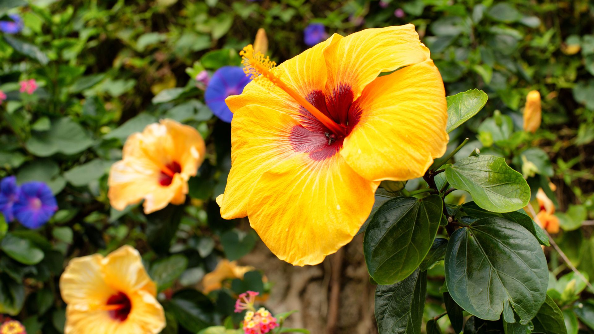 Close up of Yellow hibiscus (Hibiscus brackenridgei) flowering shrub